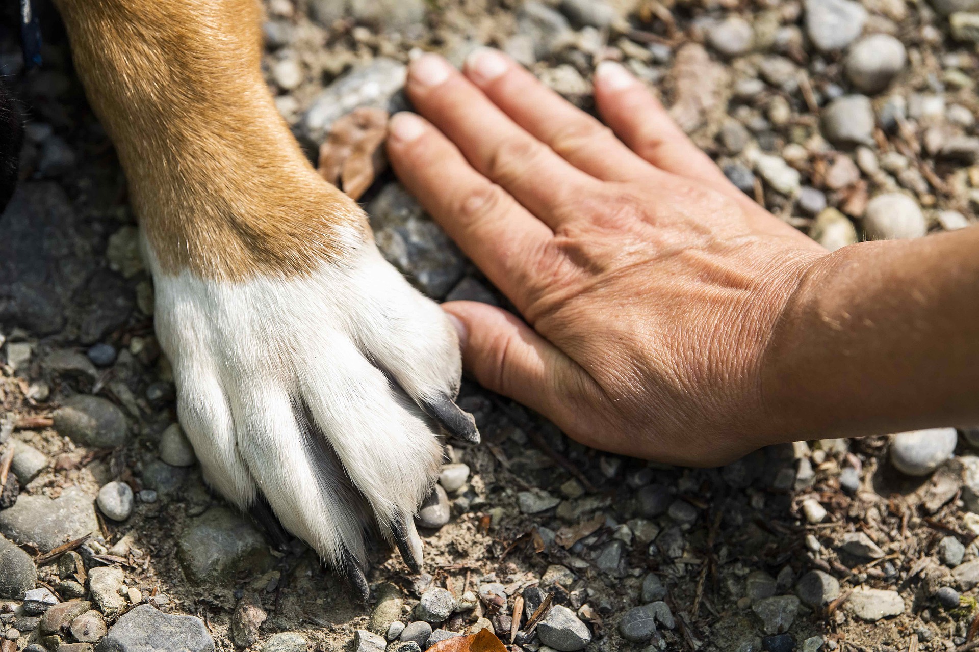 Médiation canine